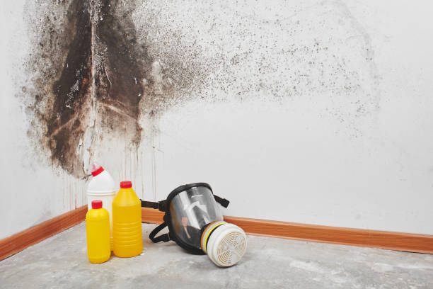 Best Black Mold Removal  in Prosper, TX