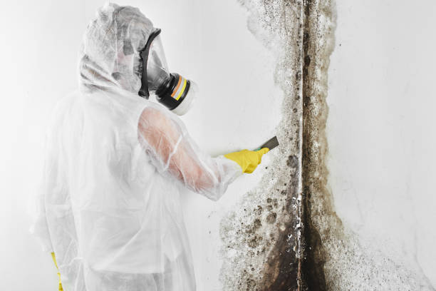 Best Toxic Mold Removal  in Prosper, TX