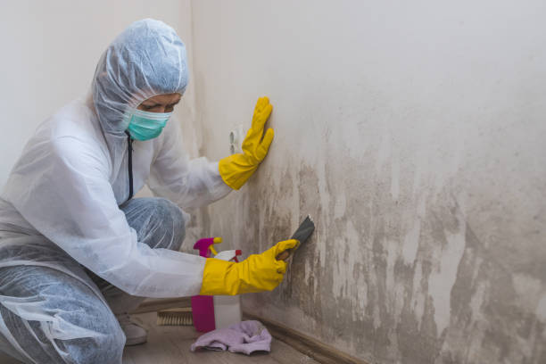 Best Fast Mold Removal  in Prosper, TX