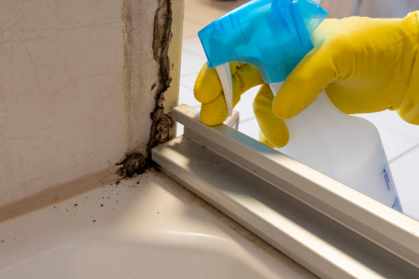 Best Local Mold Removal Service  in Prosper, TX