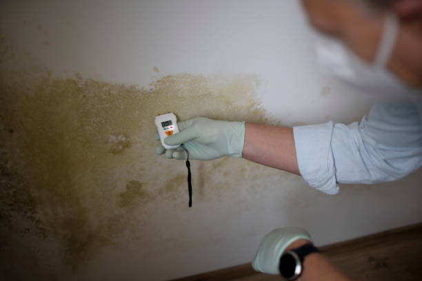 Best Mold Damage Repair  in Prosper, TX