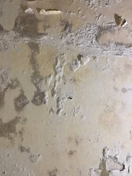 Best Mold Remediation  in Prosper, TX