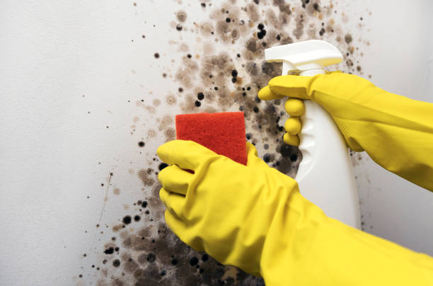 Best Mold Removal Company Near Me  in Prosper, TX
