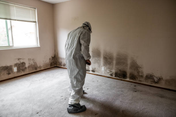 Reliable Prosper, TX Mold Removal Solutions