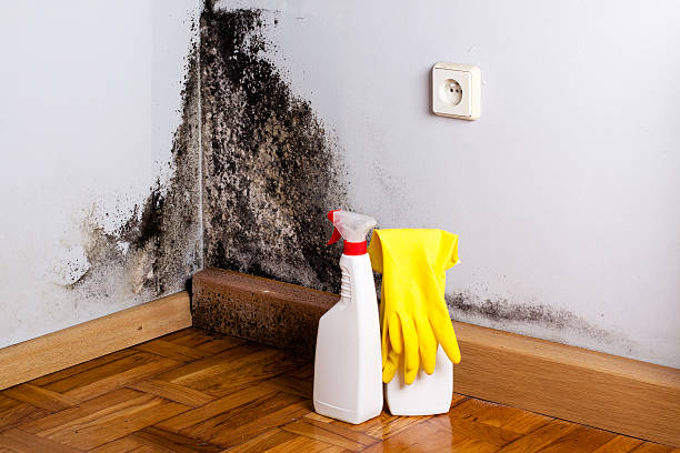 Certified Mold Removal in Prosper, TX