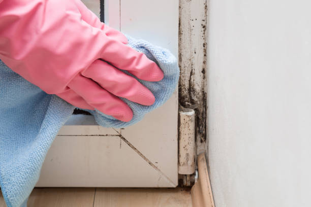 Best Same-Day Mold Removal  in Prosper, TX