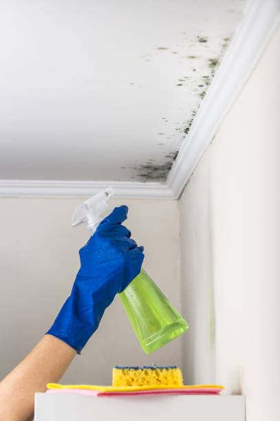 Best Emergency Mold Removal  in Prosper, TX