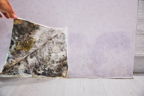 Home Mold Removal in Prosper, TX